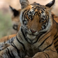 2 Days Tour to Panna National Park