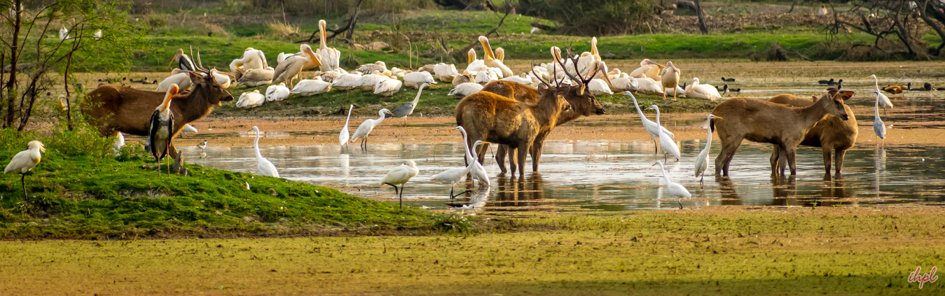 3 Days Tour to Bharatpur