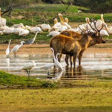 3 Days Tour to Bharatpur