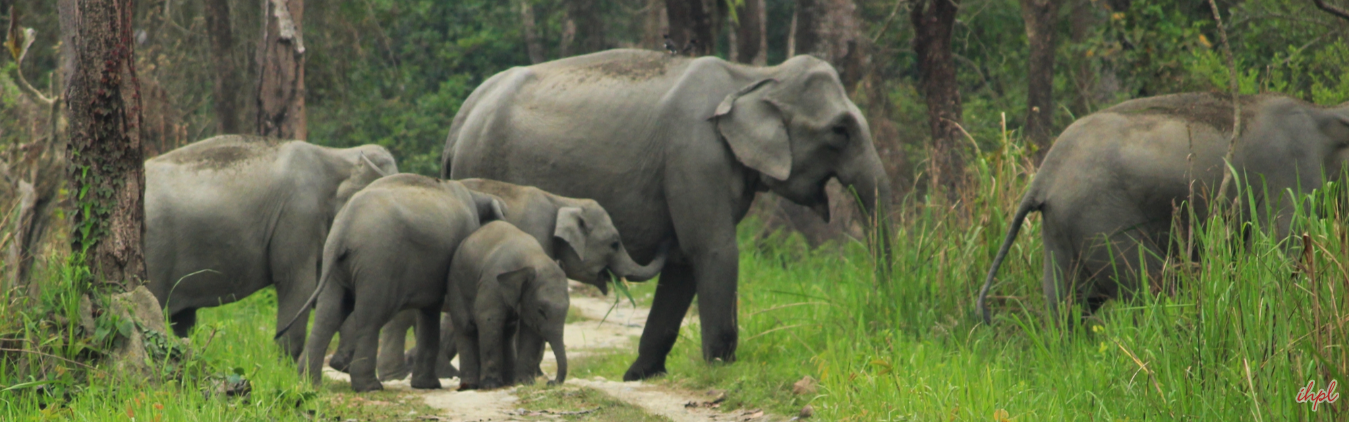3 Days Tour to Manas National park