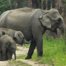 3 Days Tour to Manas National park