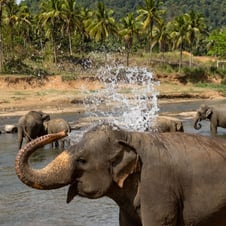 4 Days Gems of Sri Lanka Tour