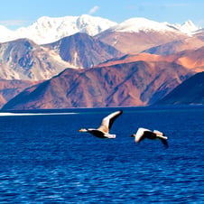 Best of Ladakh with Srinagar