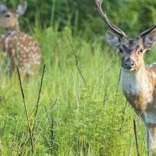 Birding & Tiger Tour