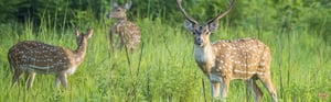 Birding & Tiger Tour