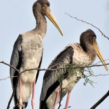 Birding in Himachal