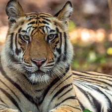 Tiger & Tribal Tour