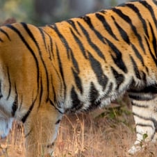 Central India Tiger Tour