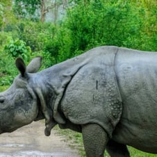 East India Wildlife Tour – 14 Days / 13 Nights Nature & Wildlife Expedition