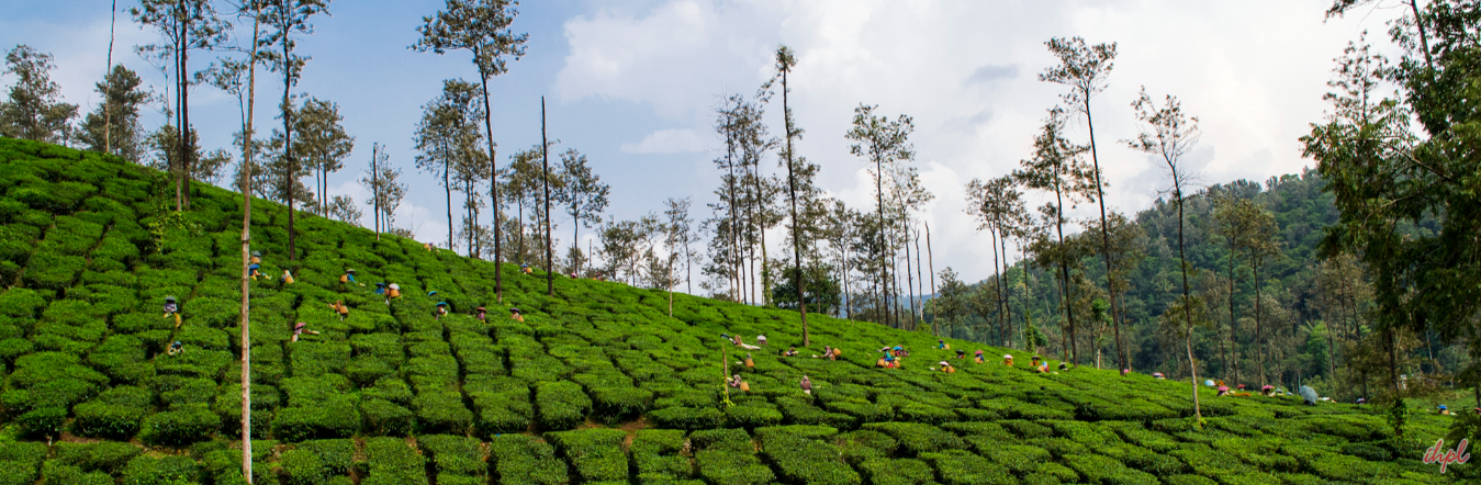Essence of Kerala Tour tour package