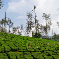 6 Days Kerala Budget Tour