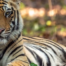 Footsteps of The Tiger Tour