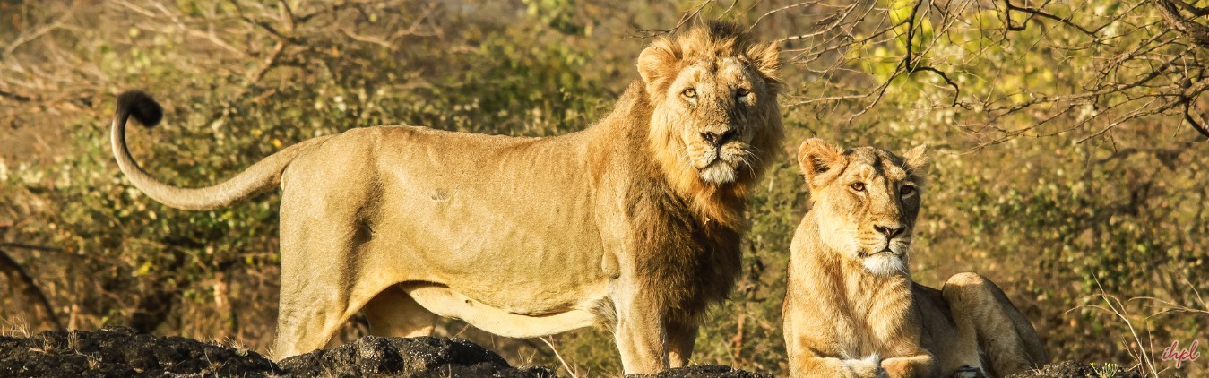 Gir National Park Tour From Ahmedabad