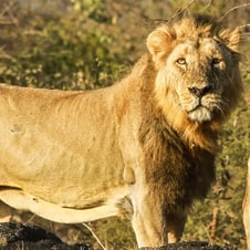 Gir National Park Tour From Ahmedabad