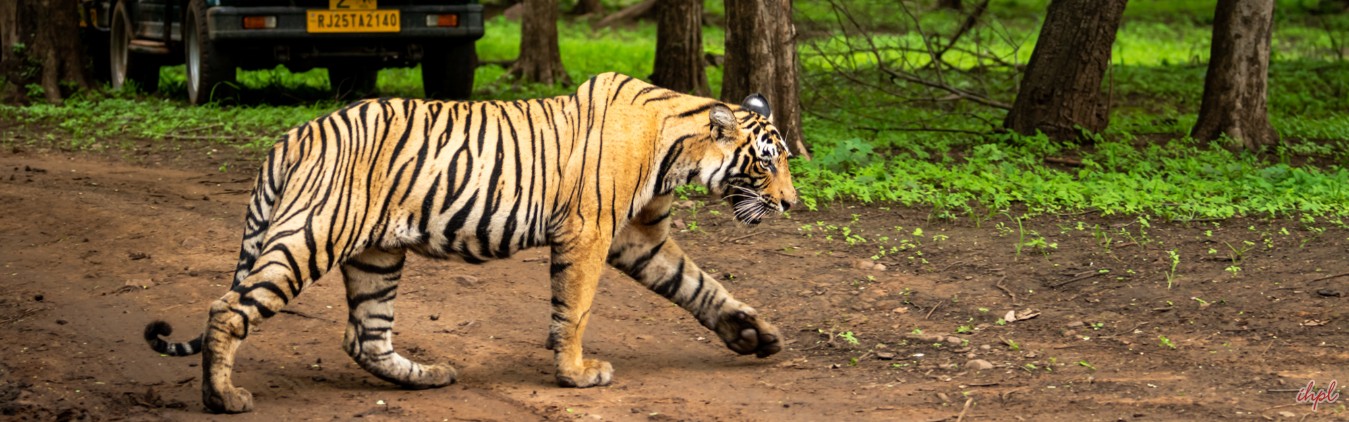Golden Triangle with Wildlife