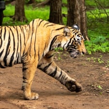 Golden Triangle with Wildlife