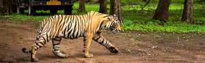 Golden Triangle with Wildlife