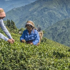 Golden Triangle with Darjeeling Tour