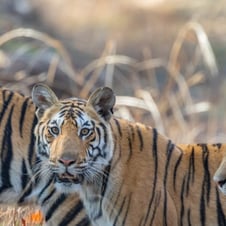 The Big Five Game Safari