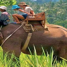 Jaldapara & Gorumara Wildlife Tour