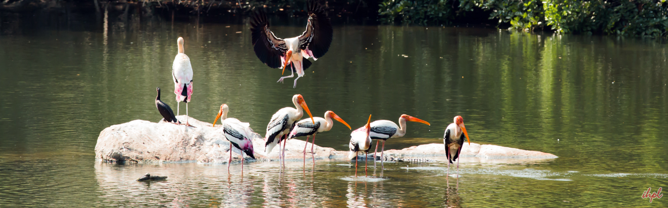 Karnataka Bird Watching Tour