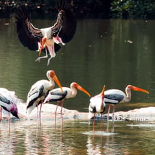 Karnataka Bird Watching Tour