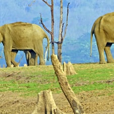 Karnataka Wildlife Tour