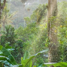 Kerala Spice Plantation Tour