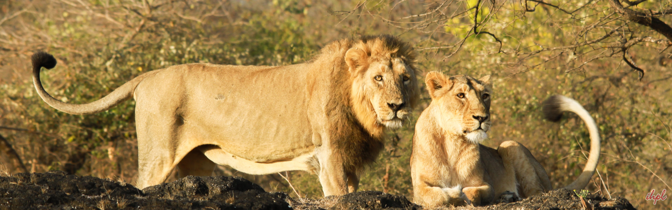 Gujarat Tribal Tour with Gir