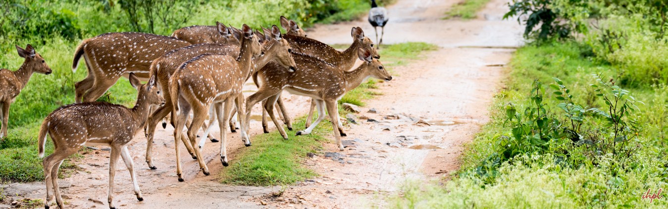 Luxury Karnataka Tour with Serai Hotels