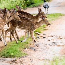 Luxury Karnataka Tour with Serai Hotels