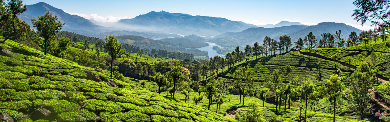 Munnar and Alleppey Tour
