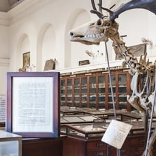 India Museum Tour