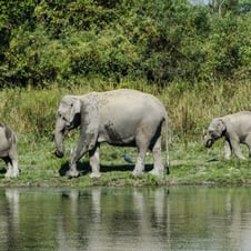 North East Wildlife Tour