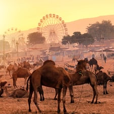 Pushkar Fair Tour