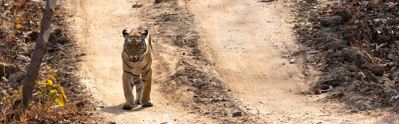 Golden Triangle Tour with Ranthambore & Bharatpur