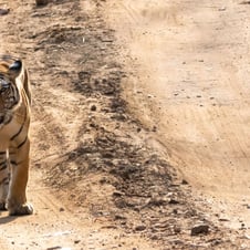 Golden Triangle Tour with Ranthambore & Bharatpur
