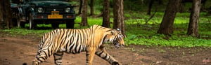 Rajasthan Wildlife Tour