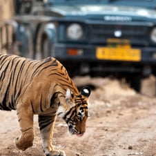 Wildlife with Maharashtra Tour