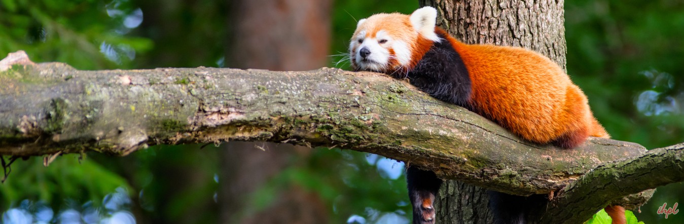 Red Panda expedition Tour