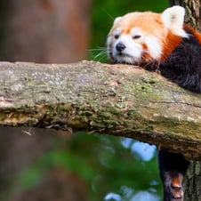 Red Panda expedition Tour