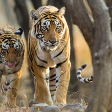 Golden Triangle with Ranthambore