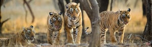 Golden Triangle with Ranthambore Tour