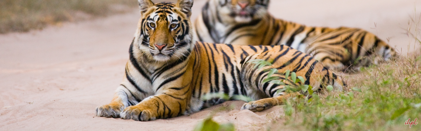 Bandhavgarh Tour From Umaria