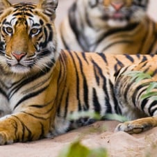 Bandhavgarh Tour From Umaria