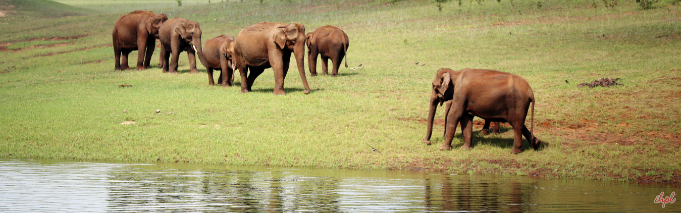 Short Escape to Periyar