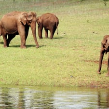 Short Escape to Periyar
