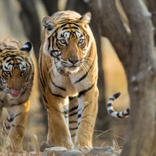 Short Escape Ranthambore Tour