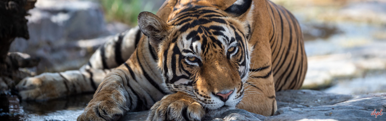 Short Escape Sariska Tour