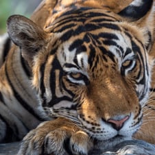 Short Escape Sariska Tour